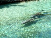 dolphin 11 